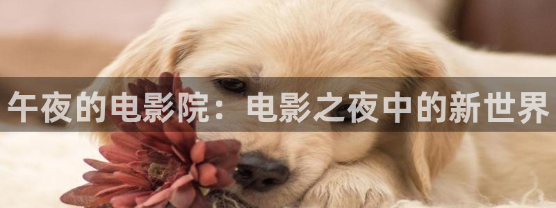西瓜视频电视剧免费观看完整版高清在线